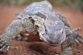 Strutting monitor lizard close-up Royalty Free Stock Photo