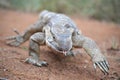 Strutting monitor lizard