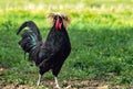Strutting Polish Rooster