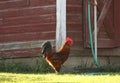 Strutting Rooster