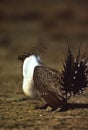 Strutting Sage Grouse