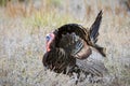 Strutting tom turkey Royalty Free Stock Photo