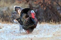 Strutting tom turkey in snow