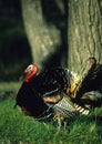 Strutting Wild Turkey