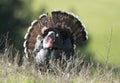 Strutting Wild Turkey