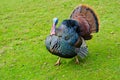 Strutting wild turkey