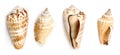 Strwberry Conch And Samar Conch Shells Royalty Free Stock Photo