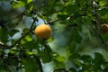 Strychnine fruit and leaves- nux vomica Royalty Free Stock Photo