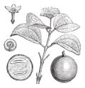 Strychnine Tree or Strychnos nux-vomica, vintage engraved illustration Royalty Free Stock Photo