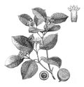 Strychnos nux vomica Medicinal plant / vintage illustration from Brockhaus Konversations-Lexikon 1908