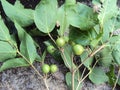Strychnos potatorum Nirmale, clearing nut fruiting twig Royalty Free Stock Photo