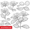 Vector set of outline toxic Strychnos nux-vomica or strychnine tree flower bunch, leaf and seeds in black isolated on white. Royalty Free Stock Photo