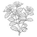 Vector branch of outline toxic Strychnos nux-vomica or Poison nut flower bunch with bud and leaf in black isolated on white. Royalty Free Stock Photo