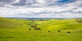 Strzelecki Ranges Landscape