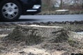 Stub of a tree which have been sawed away for reconstruction of a road in the Netherlands.