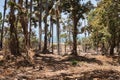 Stubbed area in the forest of monkey park in Banjul