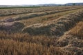 Stubble field