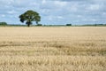 Stubble field with a lone tree Royalty Free Stock Photo