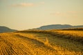 Stubble field with straw and panoramic view Royalty Free Stock Photo