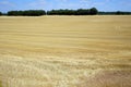 Stubble field