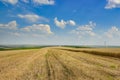 Stubble in harvested wheat field