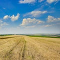 Stubble in harvested wheat field