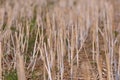 Stubble harvested wheat field