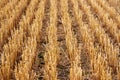 Stubble harvested wheat field