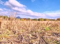 Stubble harvested wheat field at and of summer time