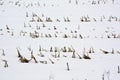 Stubble under the snow