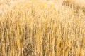Stubble wheat background