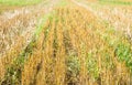 Stubble wheat background