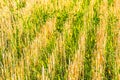 Stubble wheat background