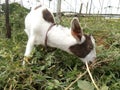 Stubborn baby goat in flower field