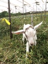 Stubborn baby goat in flower field