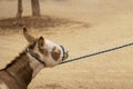 Stubborn donkey Royalty Free Stock Photo