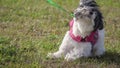 Stubborn havanese dog refusing to move.