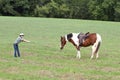 Stubborn horse Royalty Free Stock Photo