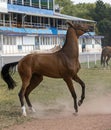 Stubborn horse Royalty Free Stock Photo