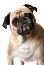 Stubborn Pug Royalty Free Stock Photo