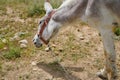 Stubborn white donkey asinus in Latin