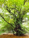 Stubby Green Tree