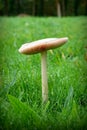 Stubby rosegill mushroom in a field