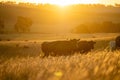 Stud Angus cows in a field free range beef cattle on a farm. Portrait of cow close up in golden light in australia Royalty Free Stock Photo