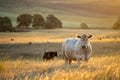 Stud Angus cows in a field free range beef cattle on a farm. Portrait of cow close up in golden light in australia Royalty Free Stock Photo