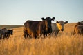 Stud Angus cows in a field free range beef cattle on a farm. Portrait of cow close up in golden light in australia Royalty Free Stock Photo