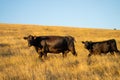 Stud Angus cows in a field free range beef cattle on a farm. Portrait of cow close up in golden light in australia Royalty Free Stock Photo