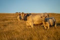 Stud Angus cows in a field free range beef cattle on a farm. Portrait of cow close up in golden light in australia Royalty Free Stock Photo