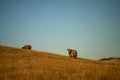 Stud Angus cows in a field free range beef cattle on a farm. Portrait of cow close up in golden light in australia Royalty Free Stock Photo