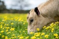 Stud Angus, wagyu, speckle park, Murray grey, Dairy and beef Cows and Bulls grazing on grass and pasture in a field. organic and